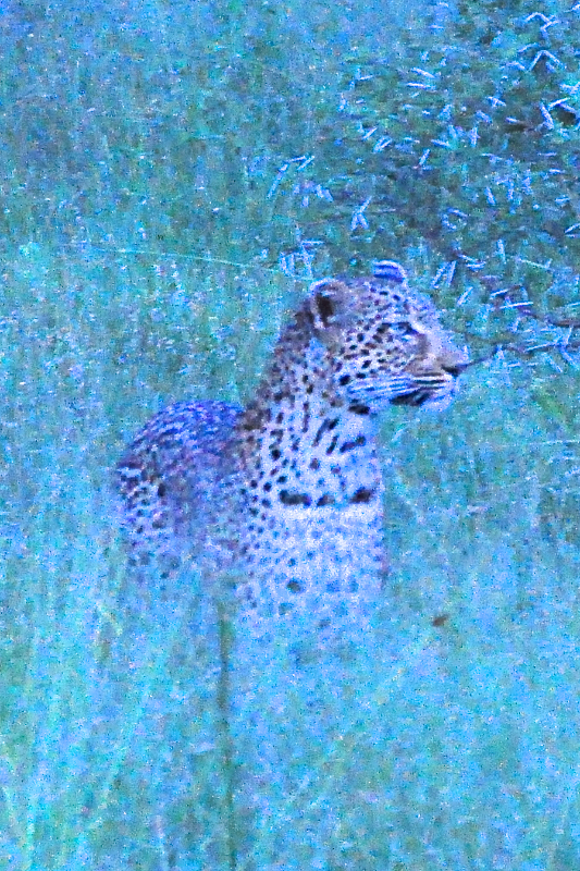 Melanie Heinrich - travel images - Lion Sands Private game reserver Hazyview